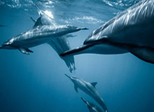 ESPN薪金专家：勇士今夏一定会使用1720万交易特例